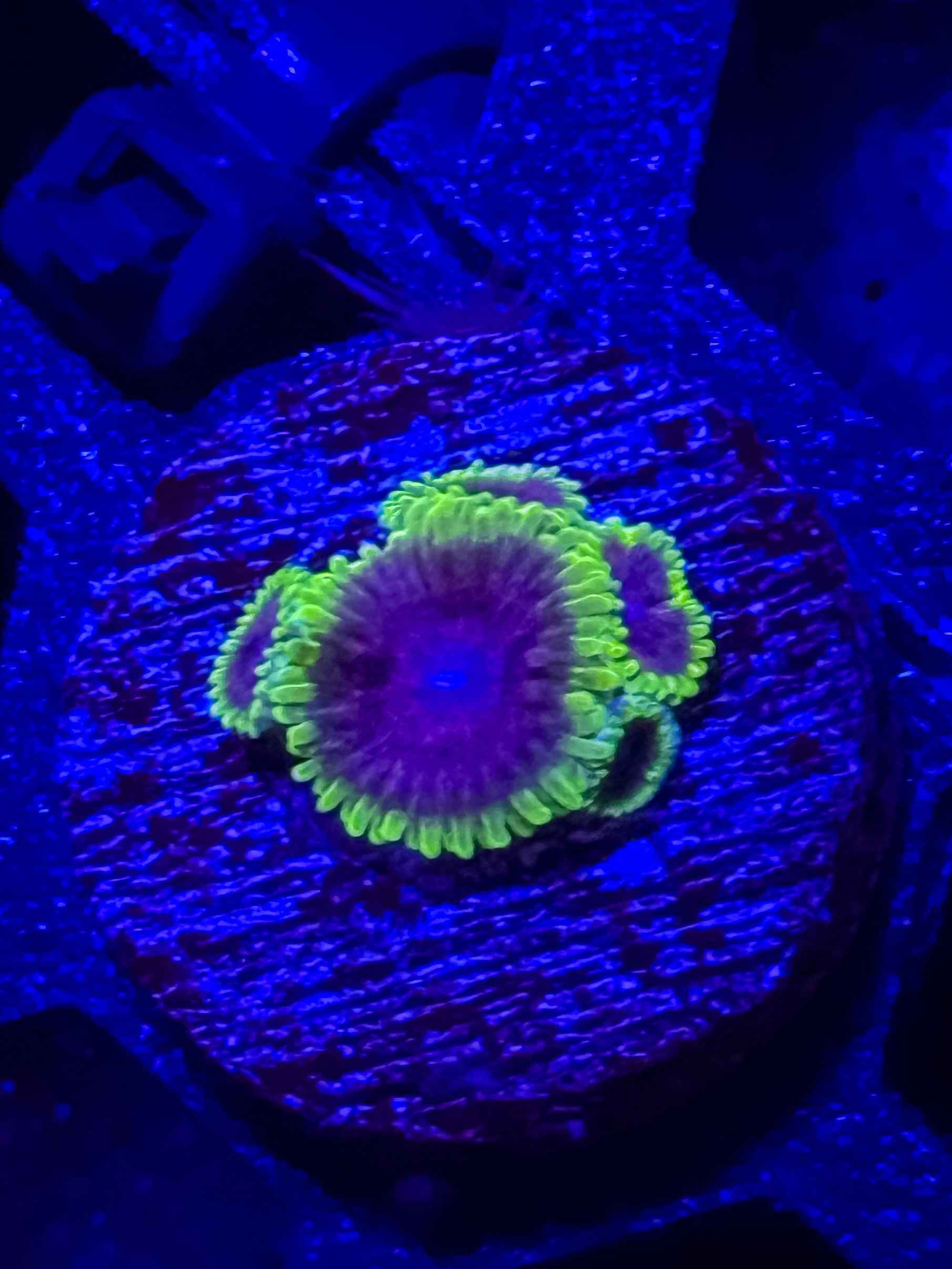 UC Atmosphere Zoa