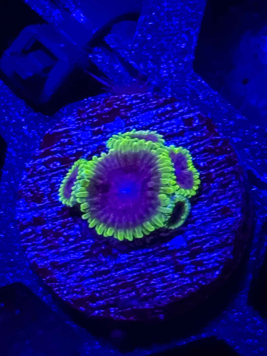 UC Atmosphere Zoa