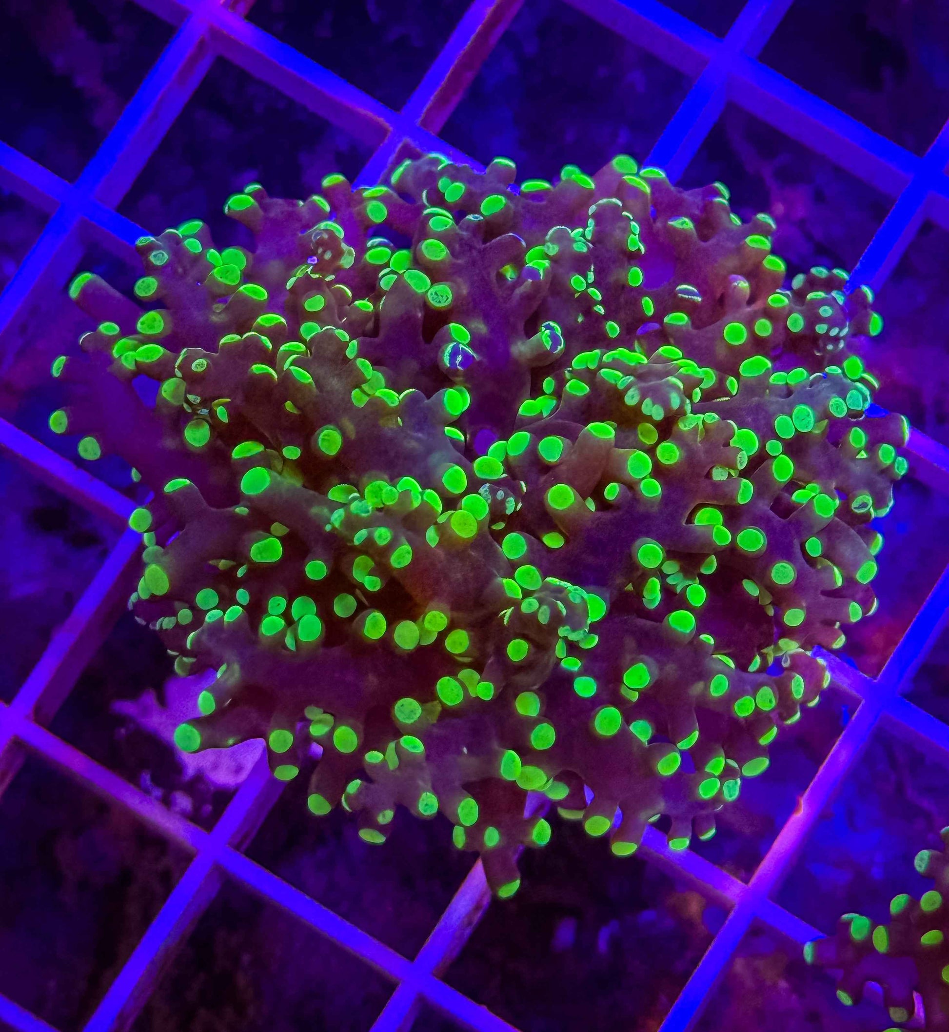 Branching Green Frogspawn