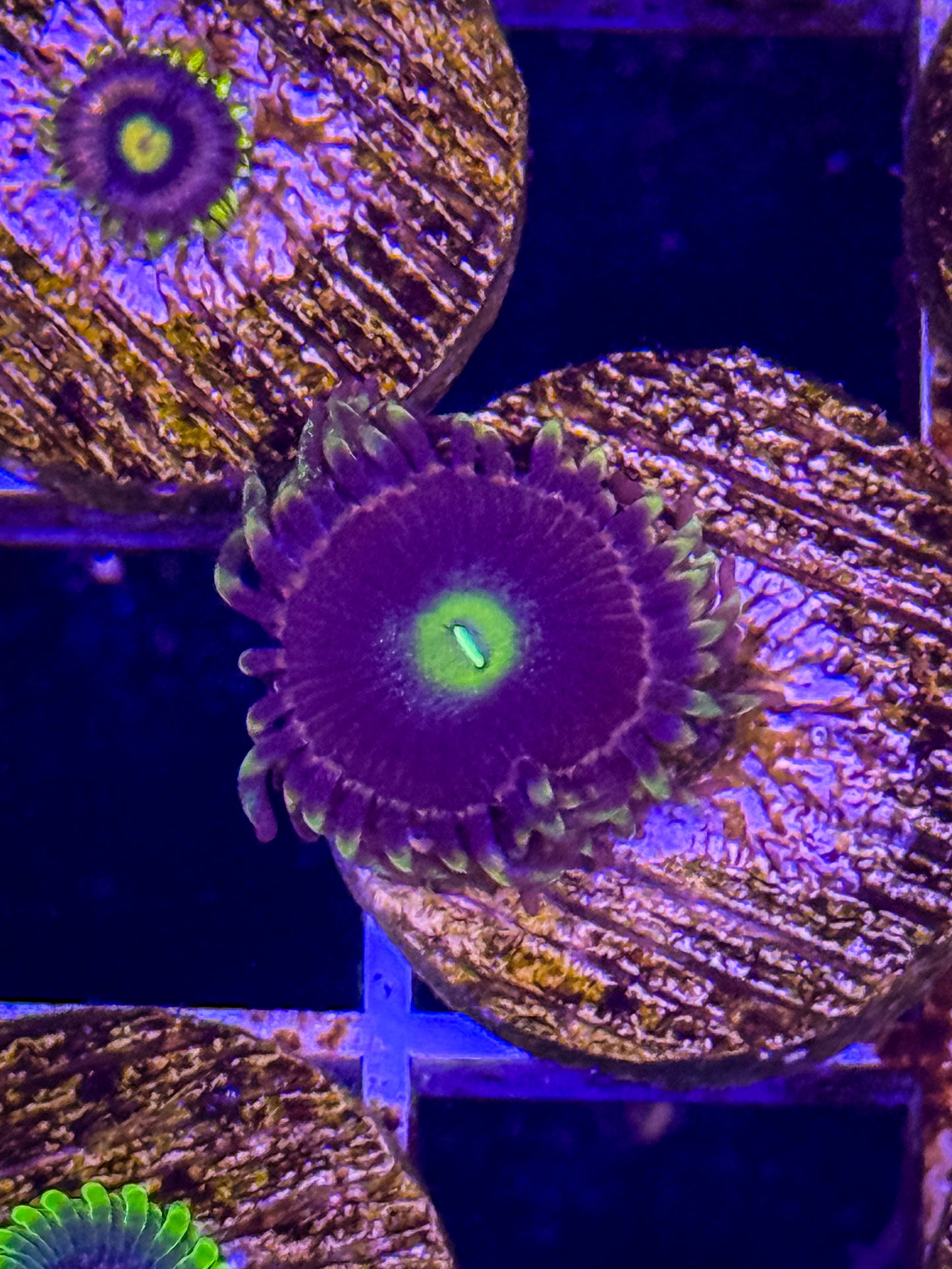 Antimatter Zoa