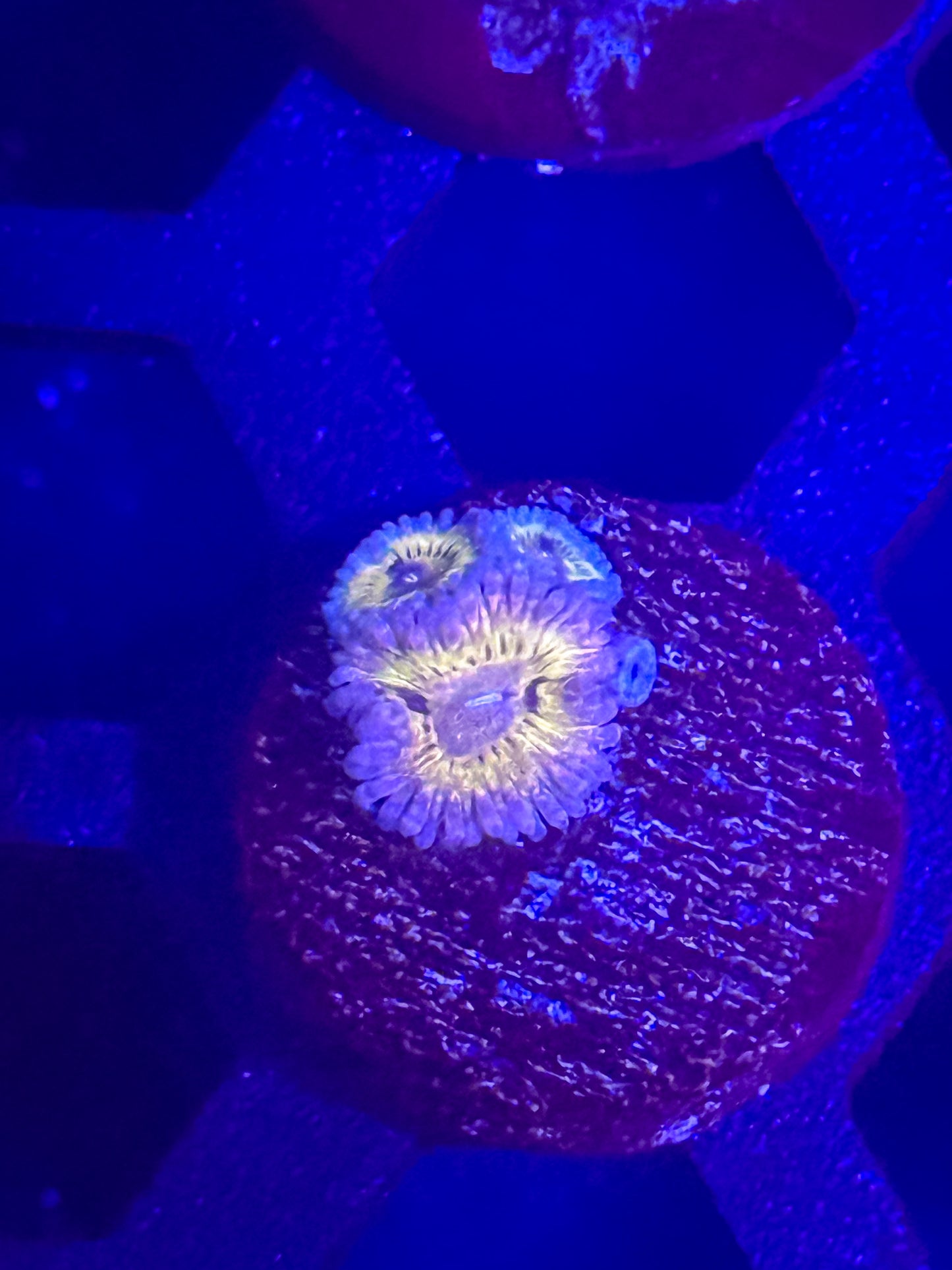 Chiquita zoas