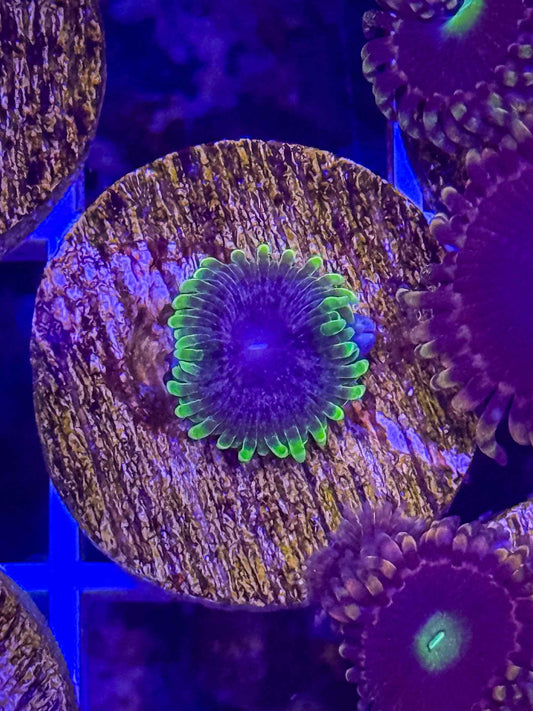 UC Atmosphere Zoa