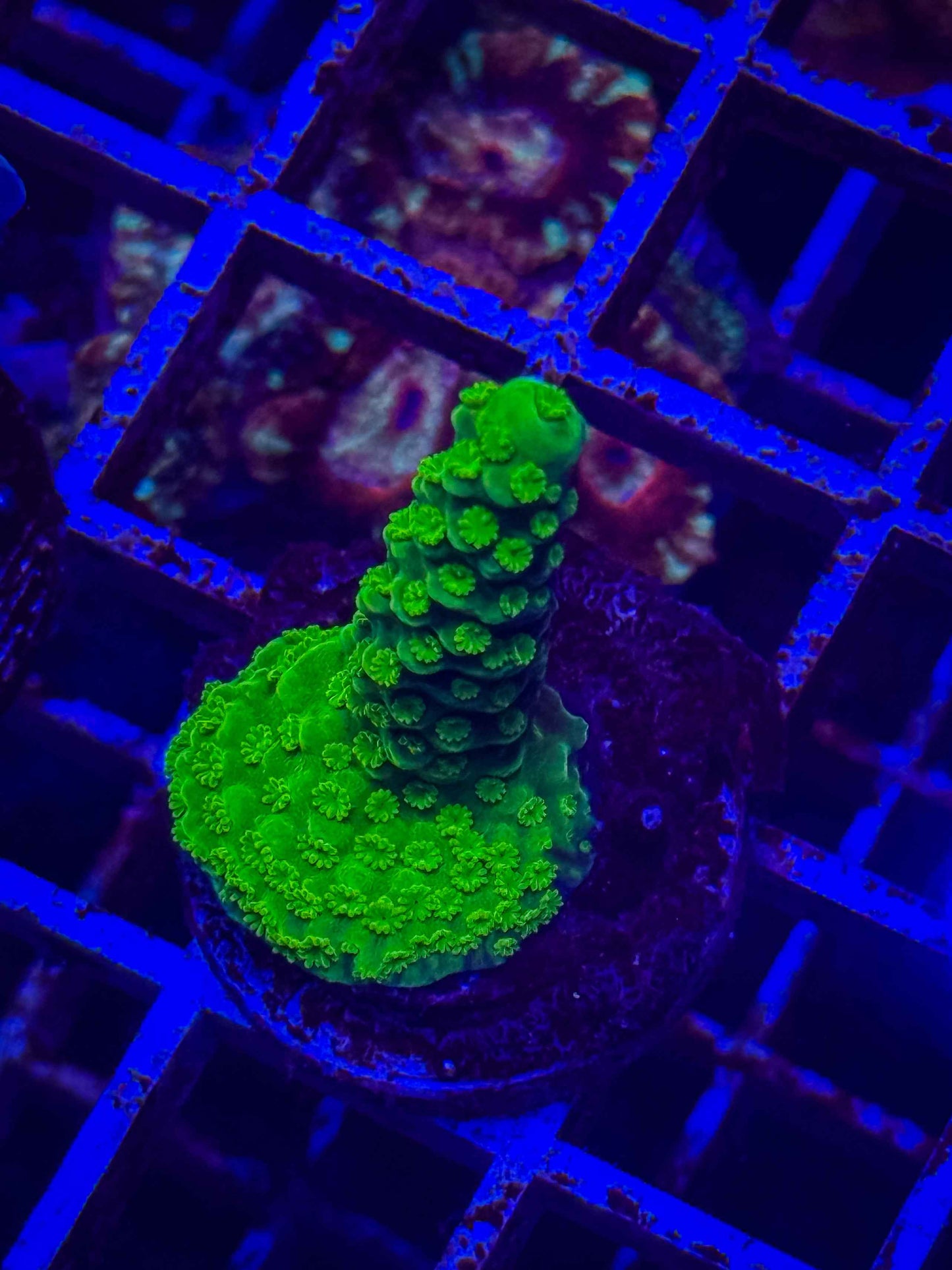Green Slimmer Acropora
