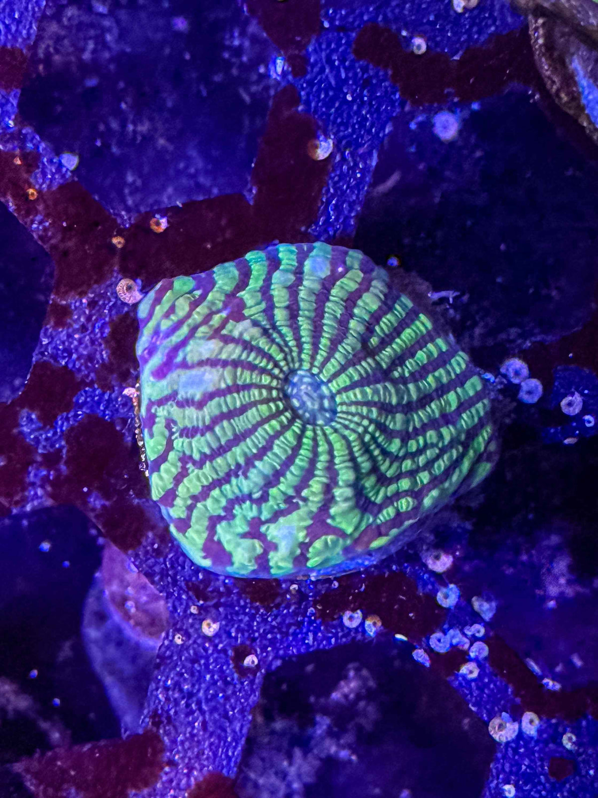 Convict Chalice Coral – WYSIWYG #1