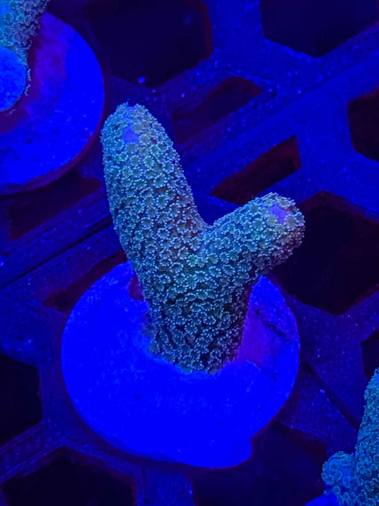 Teal Tip Digitata – WYSIWYG #1