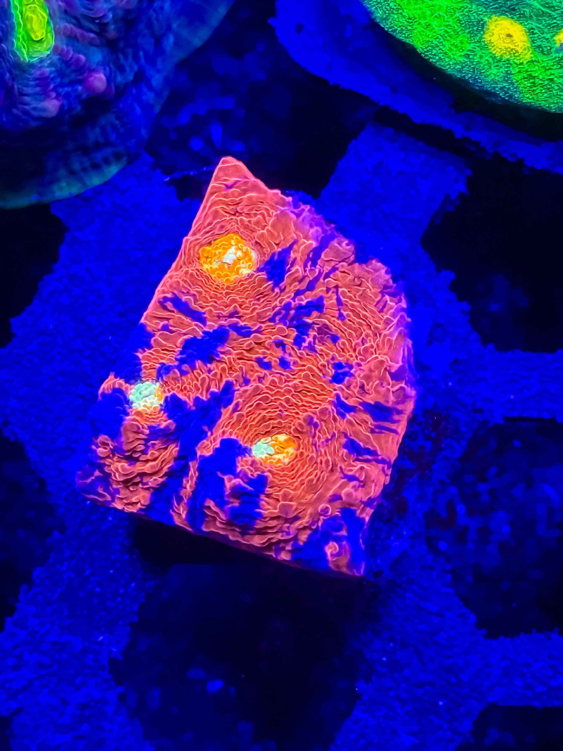 Rainbow Chalice