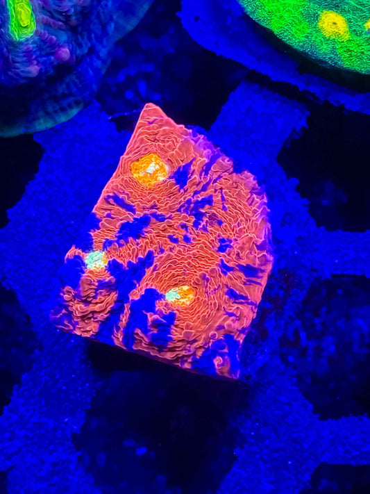 Rainbow Chalice