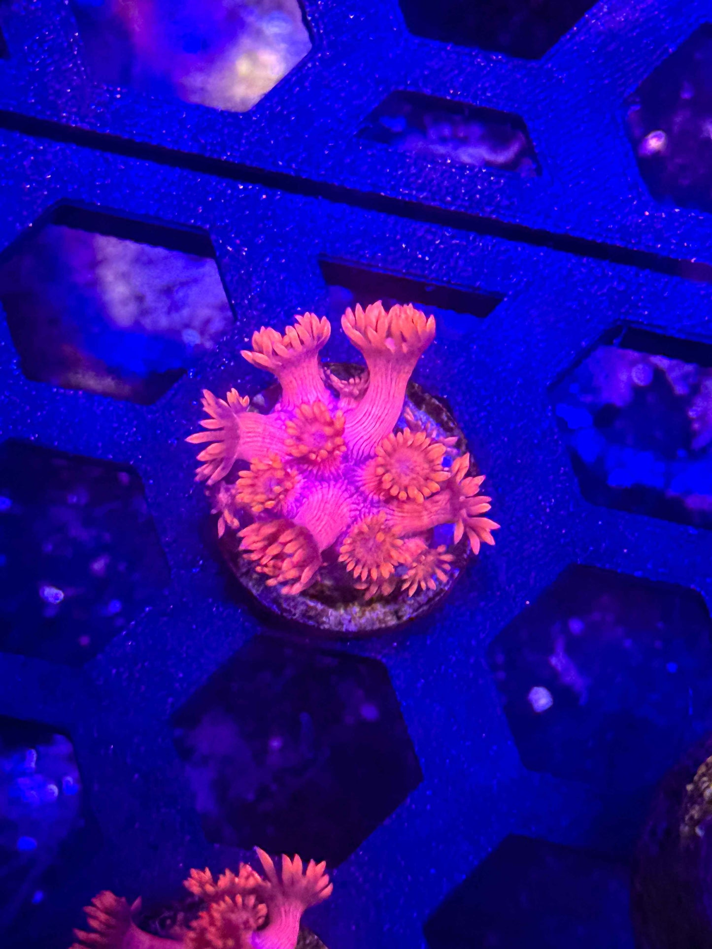 Goniopora