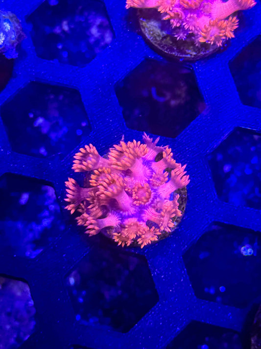 Goniopora