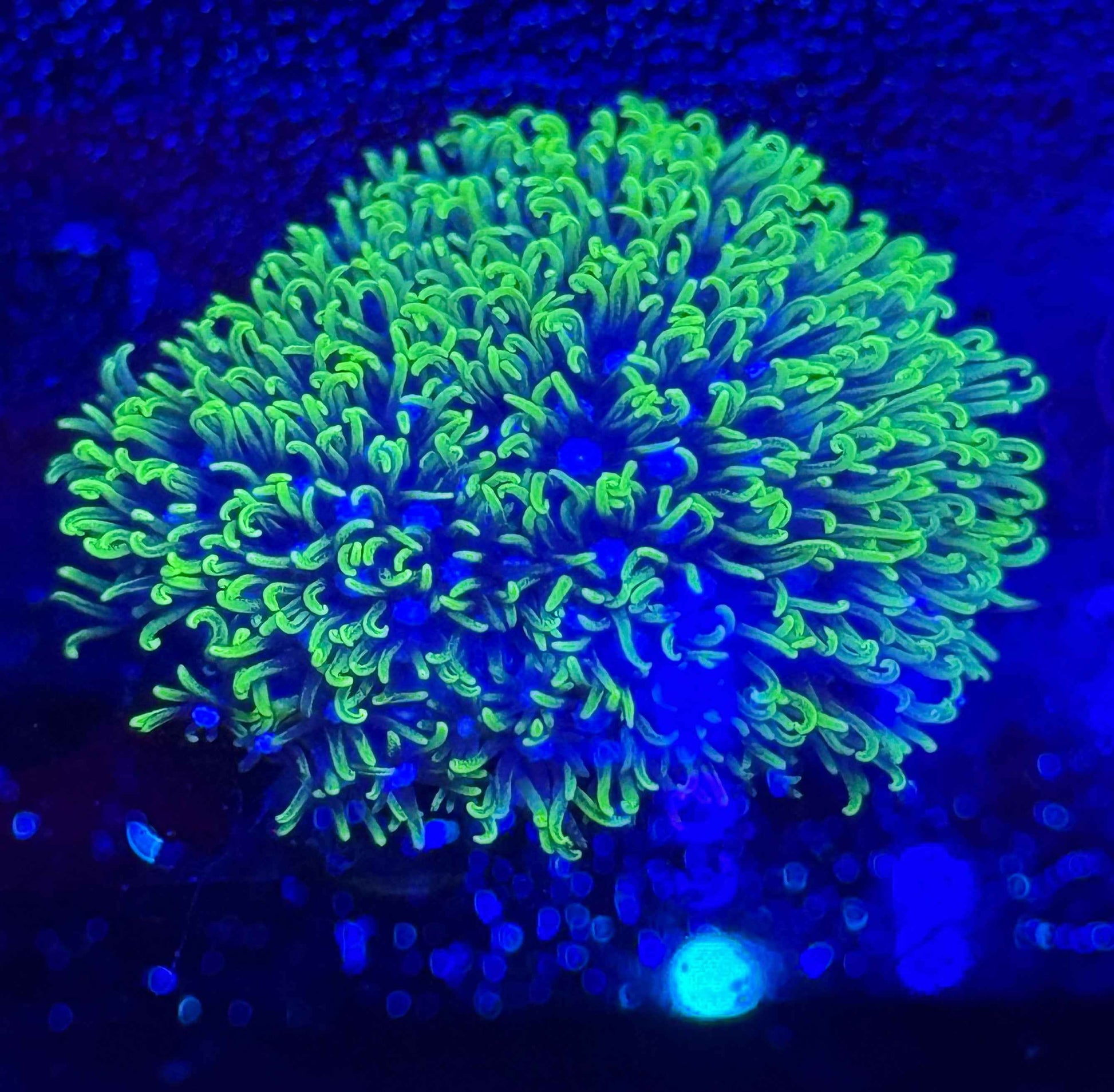 Green Star Polyps