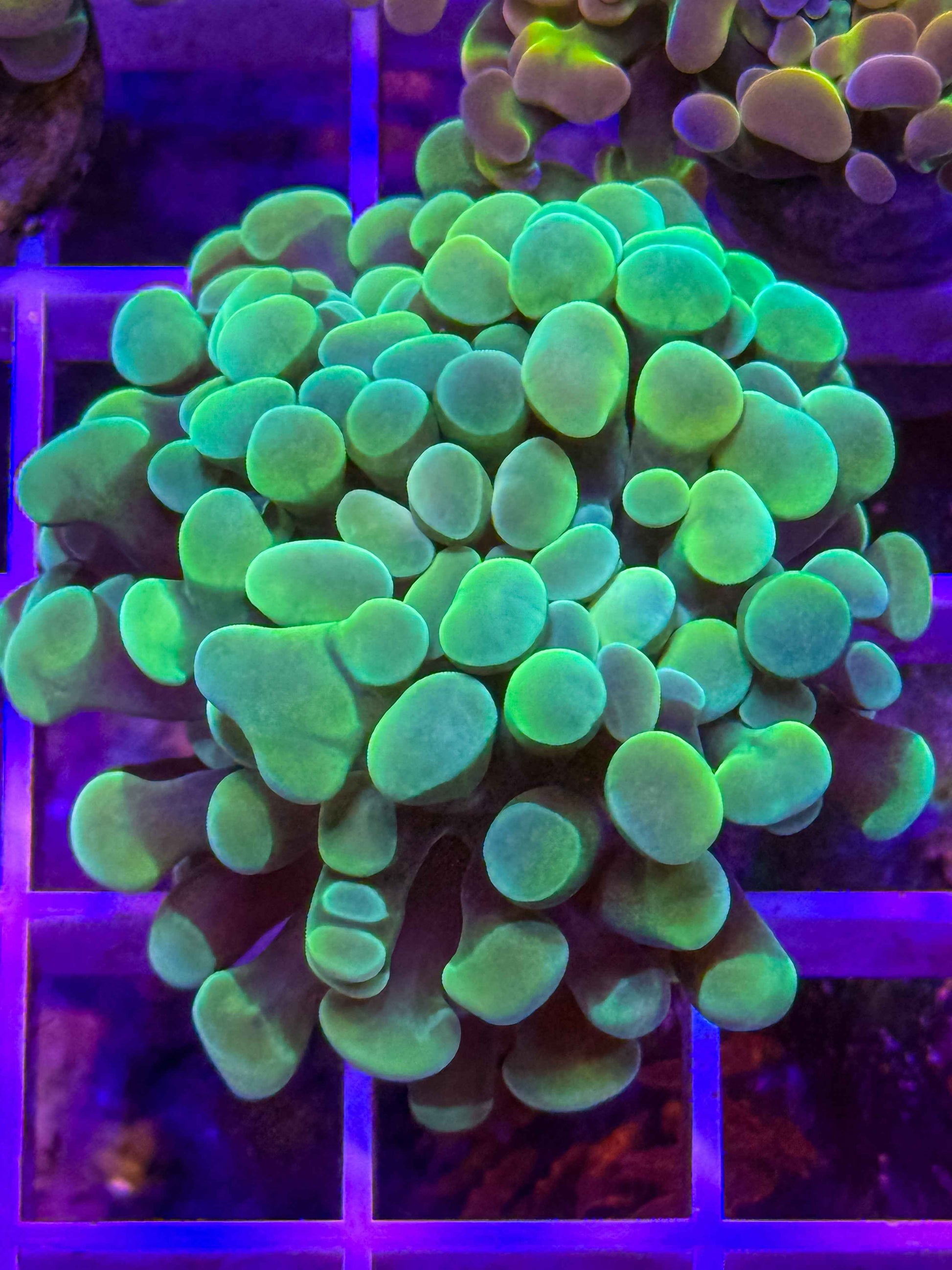 Branching Hammer Coral