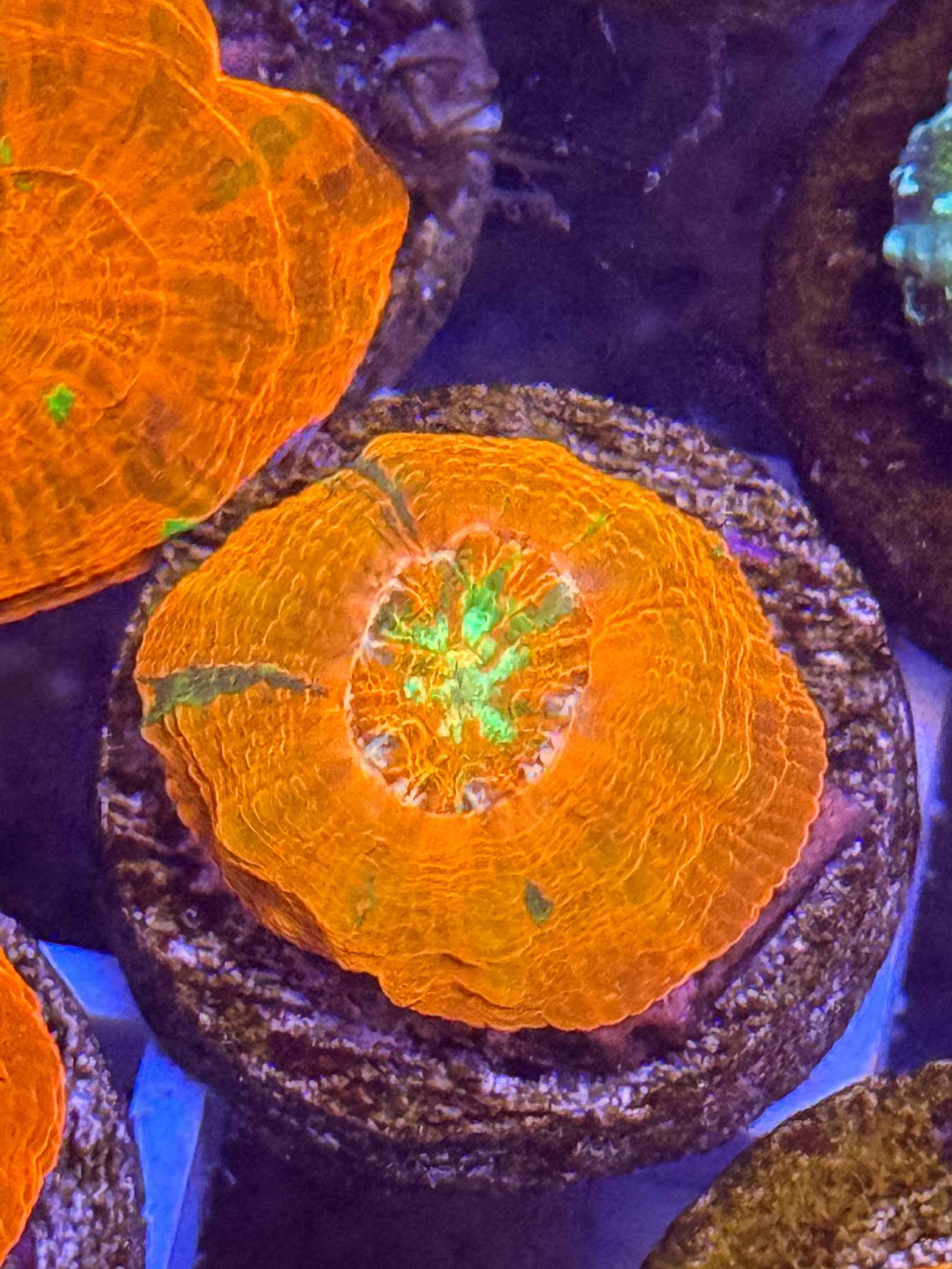 Captive Spawned Scolymia