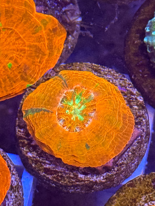 Captive Spawned Scolymia