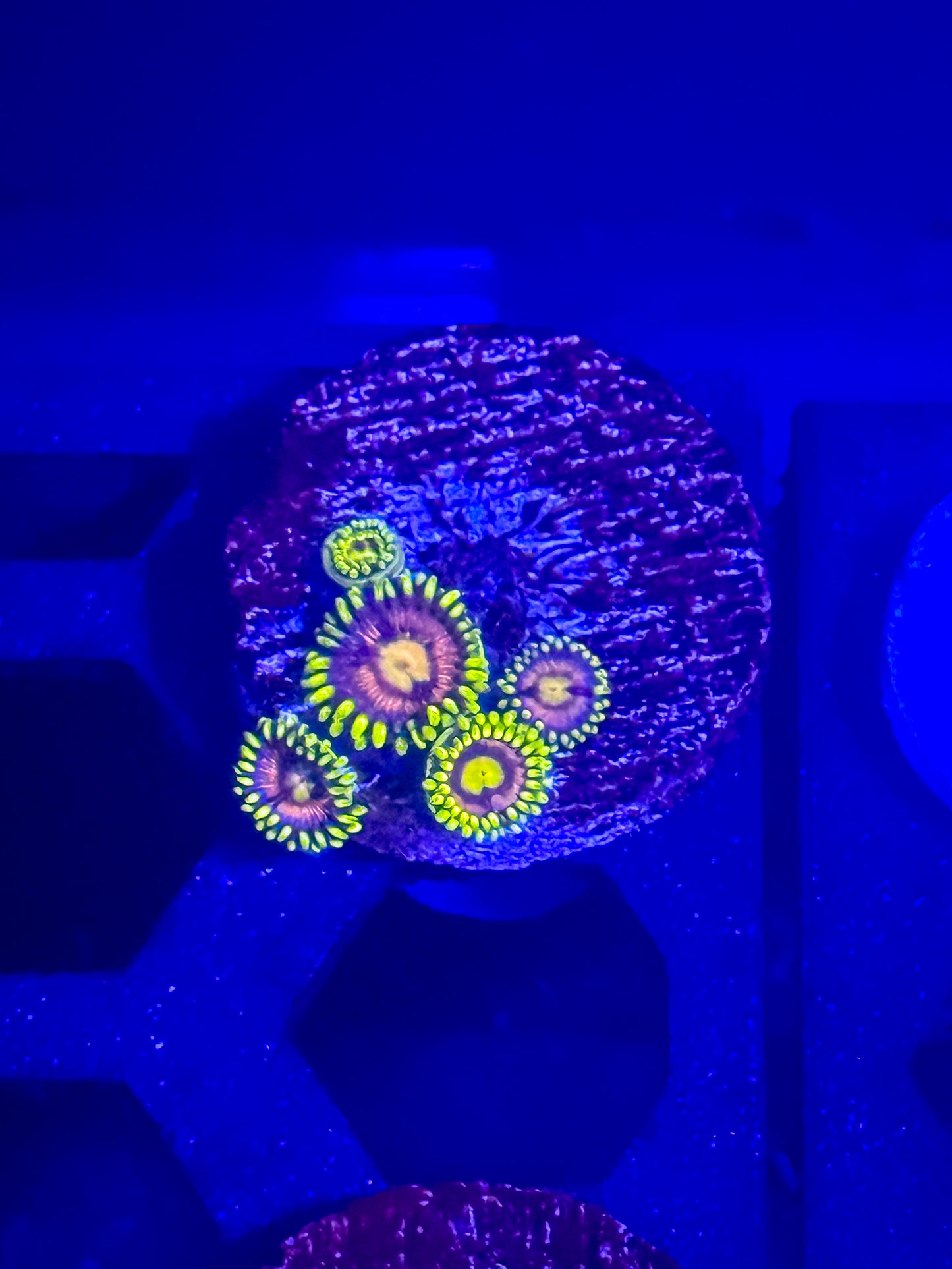 Bubblegum Pop Zoas