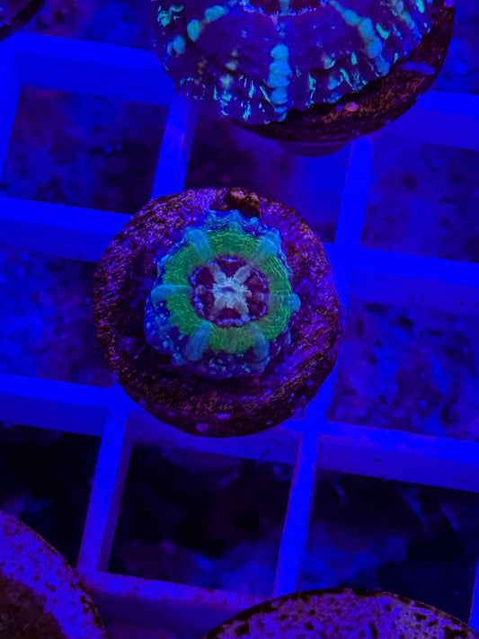 Captive Spawned UFO Scolymia live coral – Gem State Corals