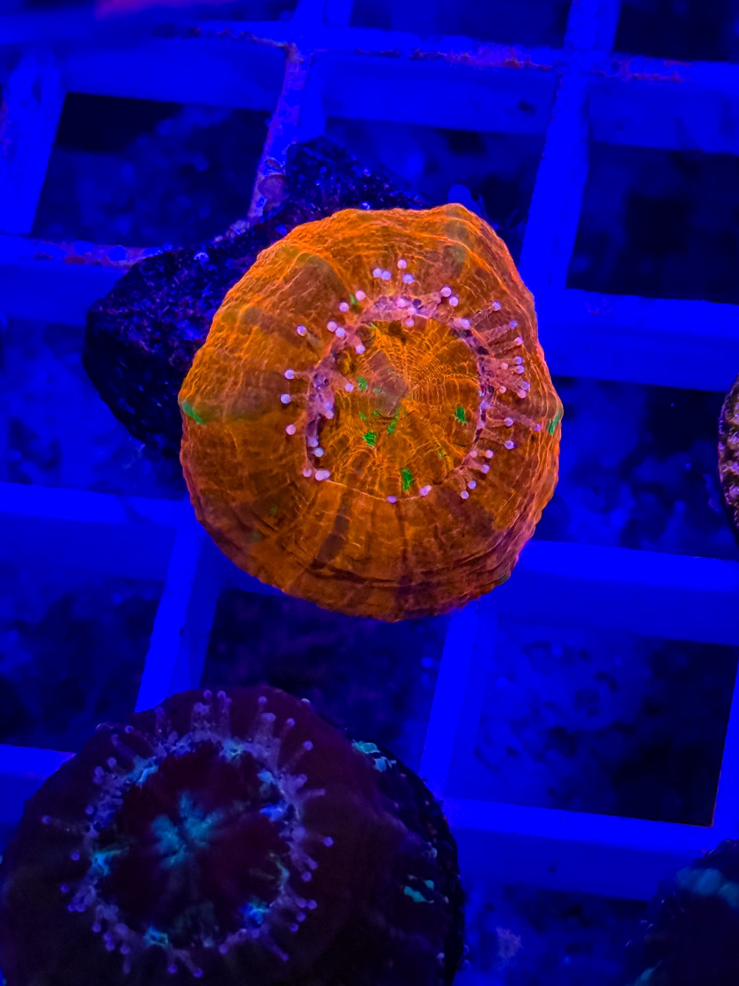 Captive Spawned Scolymia