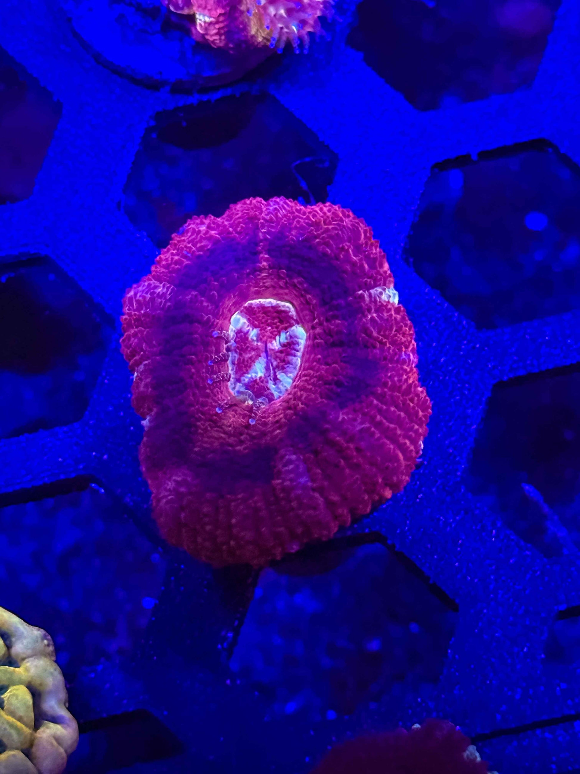 Malaysian Acan Lord