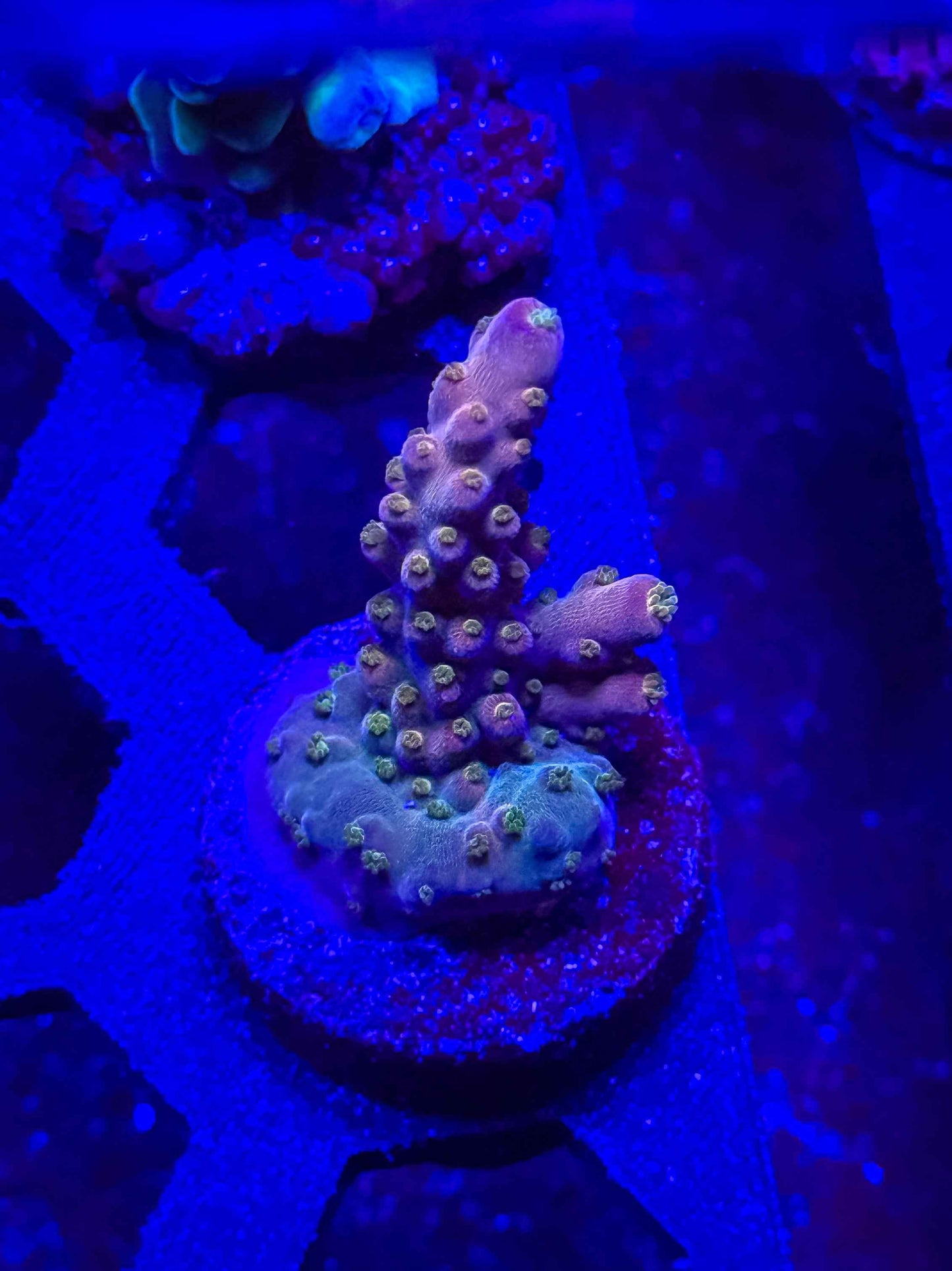 TSA Spyro the Dragon Acropora