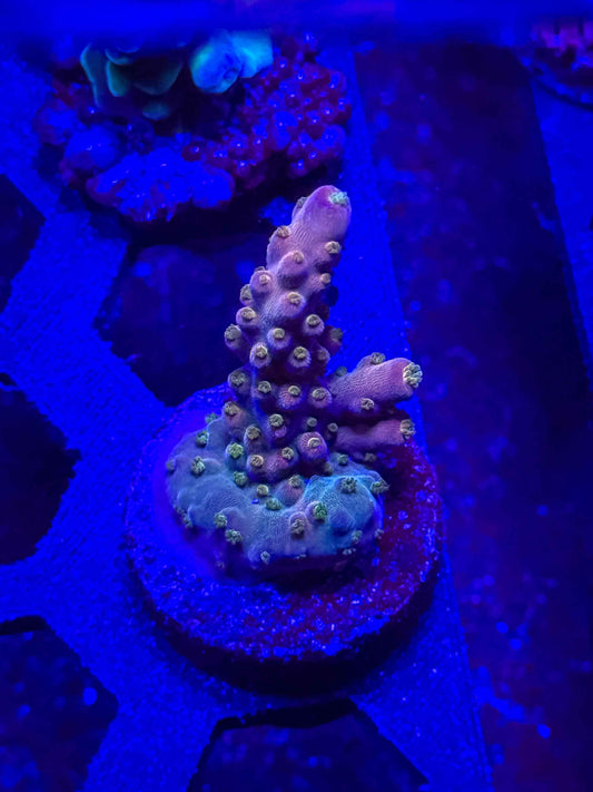 TSA Spyro the Dragon Acropora