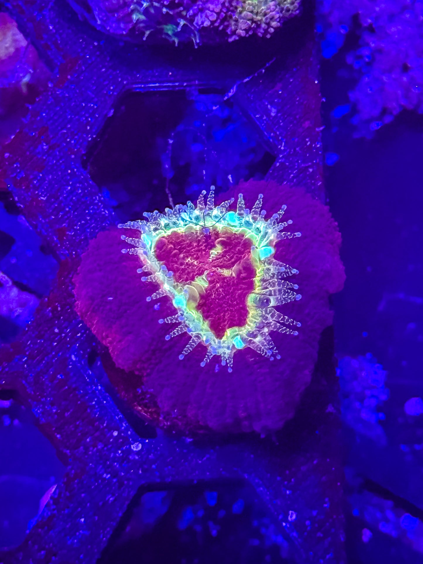 Malaysian Acan Lord