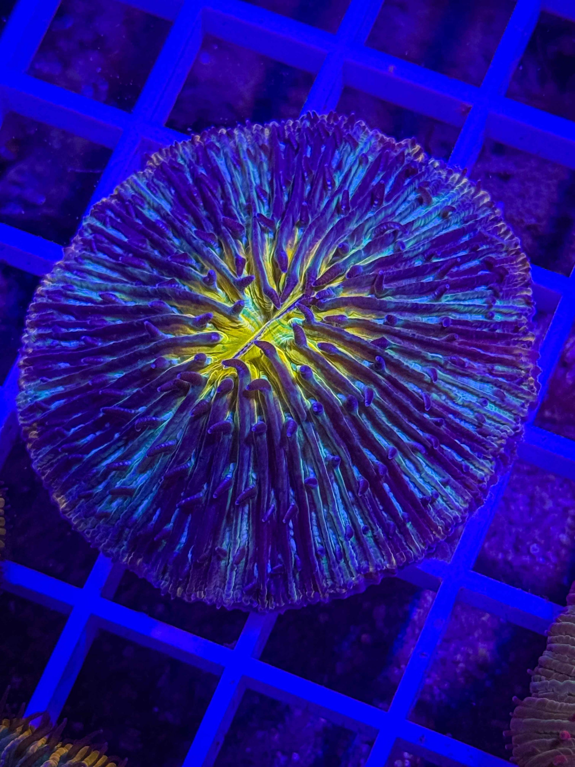Fungia Plate