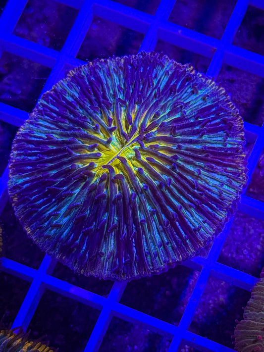 Fungia Plate