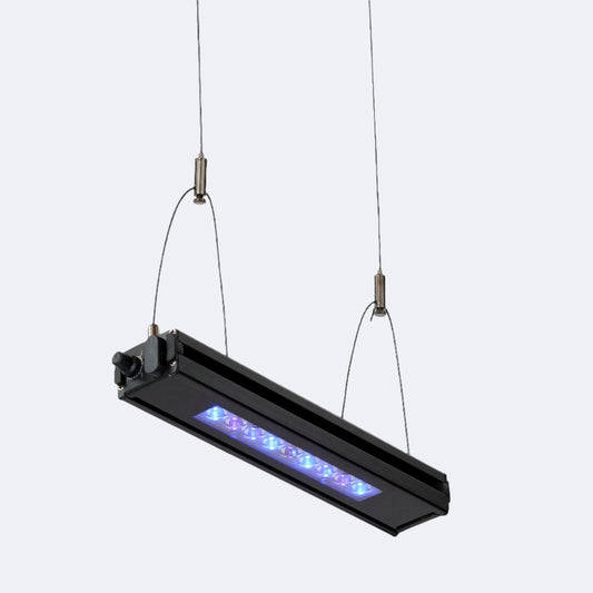 Edge 12