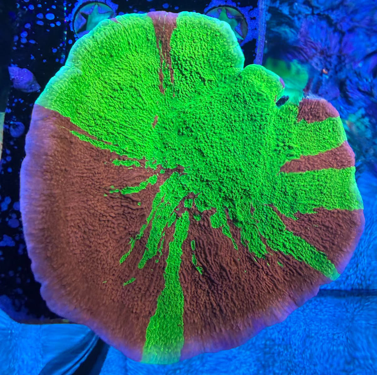 WWC Grafted Monti 4-5 inch WYSIWYG SPS coral