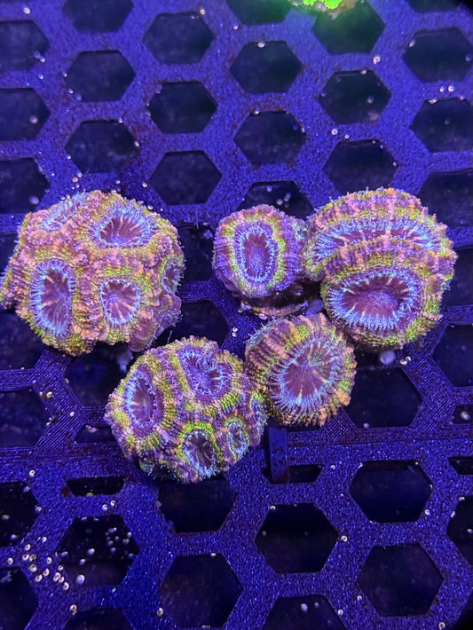Aussie Acan Coral – Almost WYSIWYG