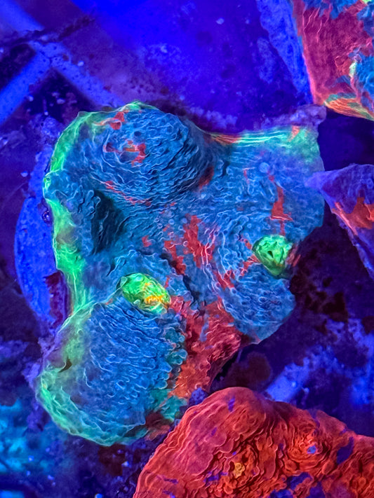 Rainbow Chalice Coral