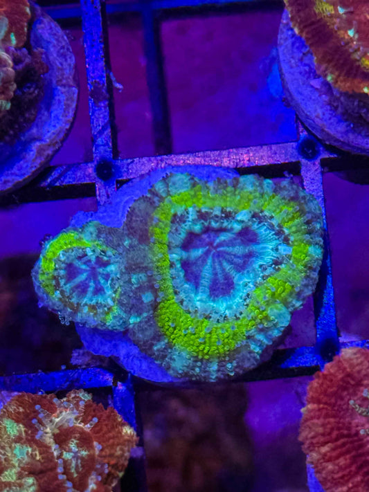 GS Bogus Basin Acan