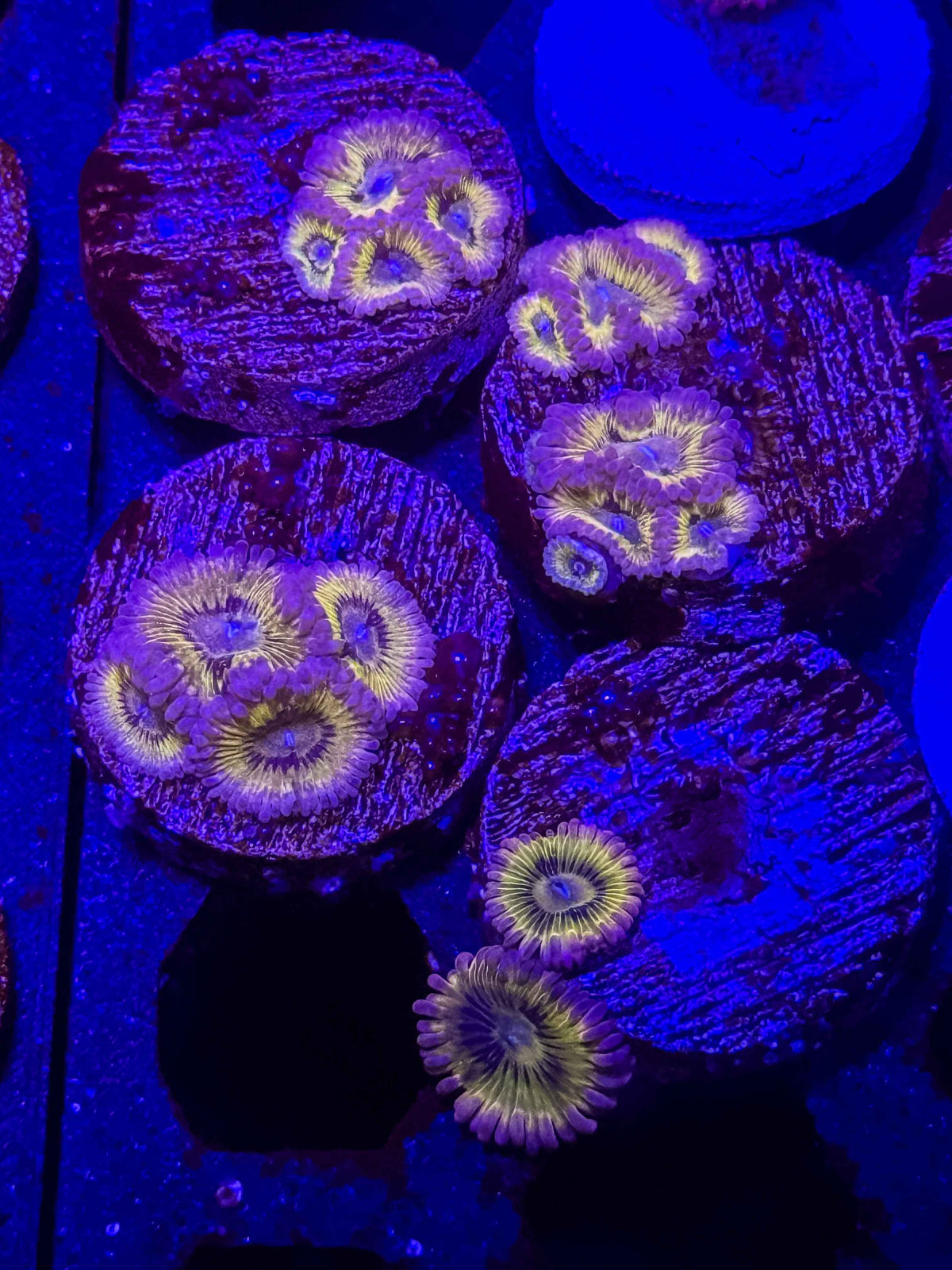 Chiquita Zoanthids – Almost WYSIWYG (1–3+ Polyps)
