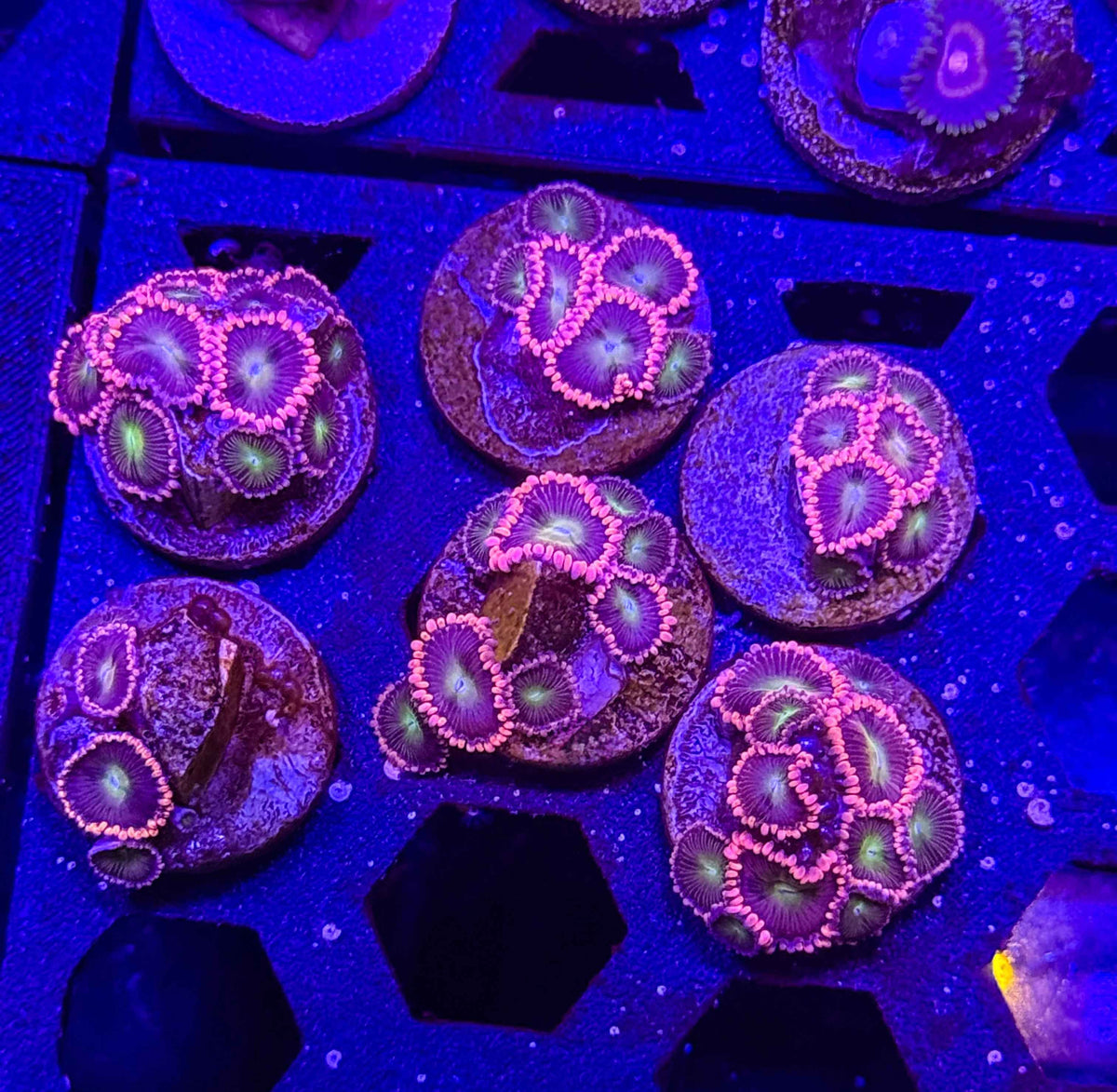 ECC Pink Taffy Zoanthids – Almost WYSIWYG (1–3+ Polyps)