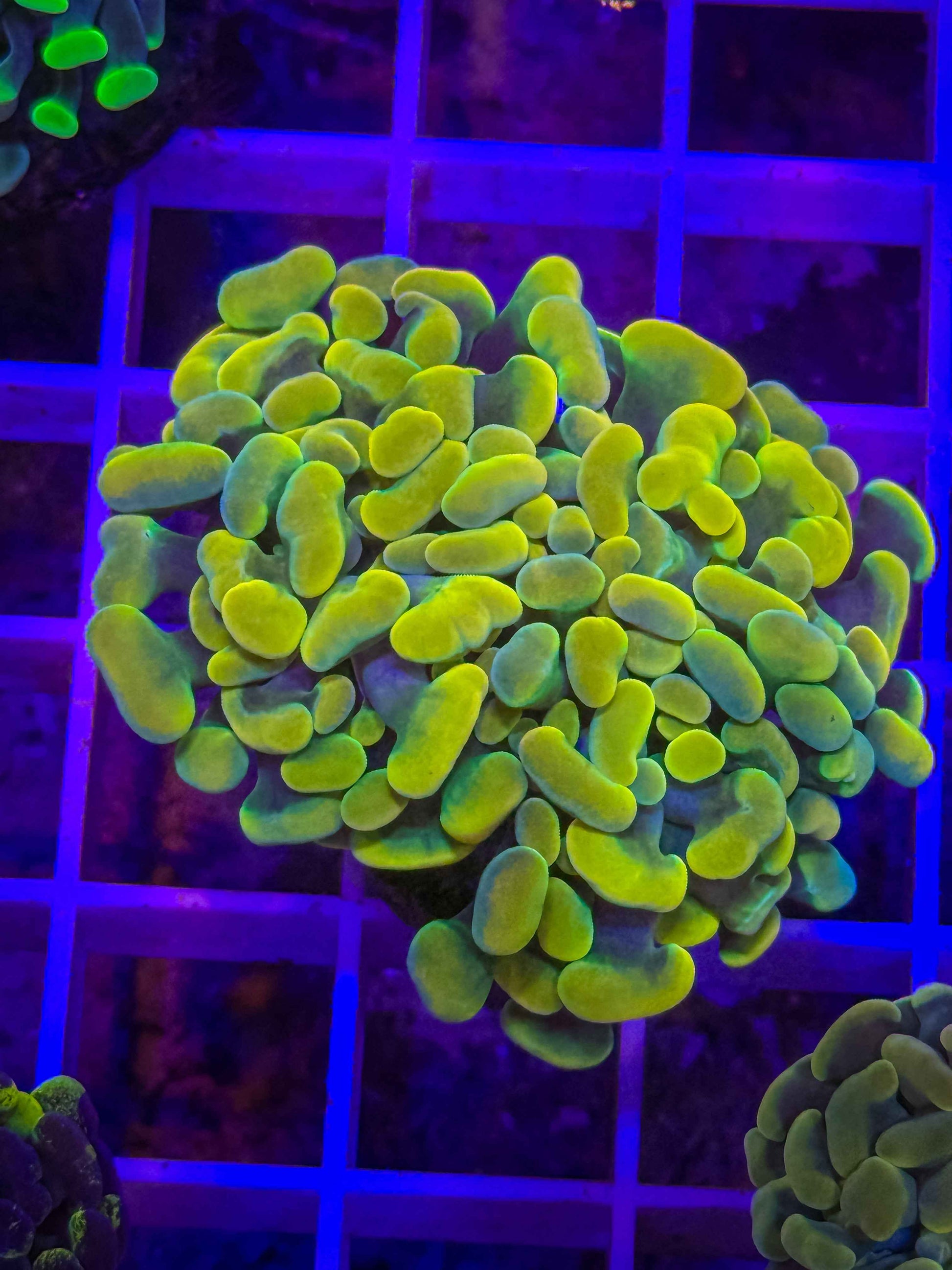 Branching Hammer Coral
