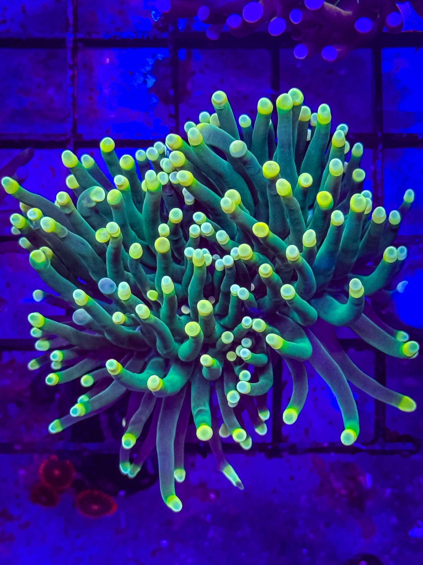 Indo Yellow Tip Torch
