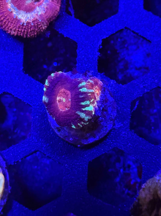Malaysian Acan Lord