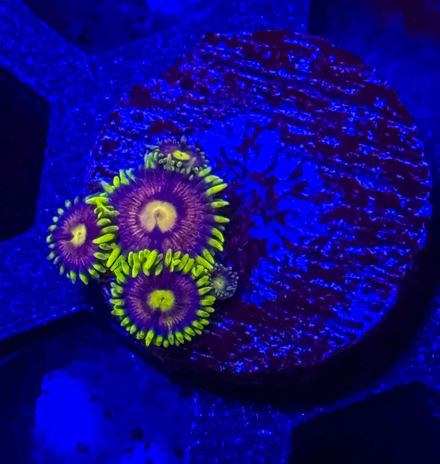 Bubblegum Pop Zoas