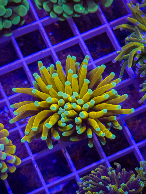 Malaysian Banana/Sungod Torch