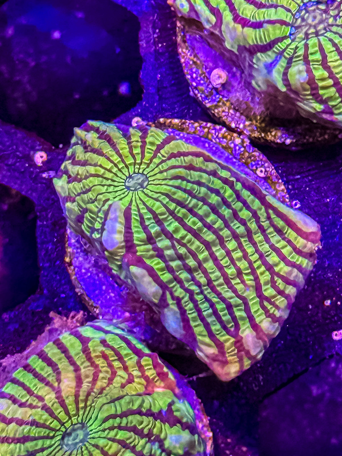 Convict Chalice Coral – WYSIWYG #3