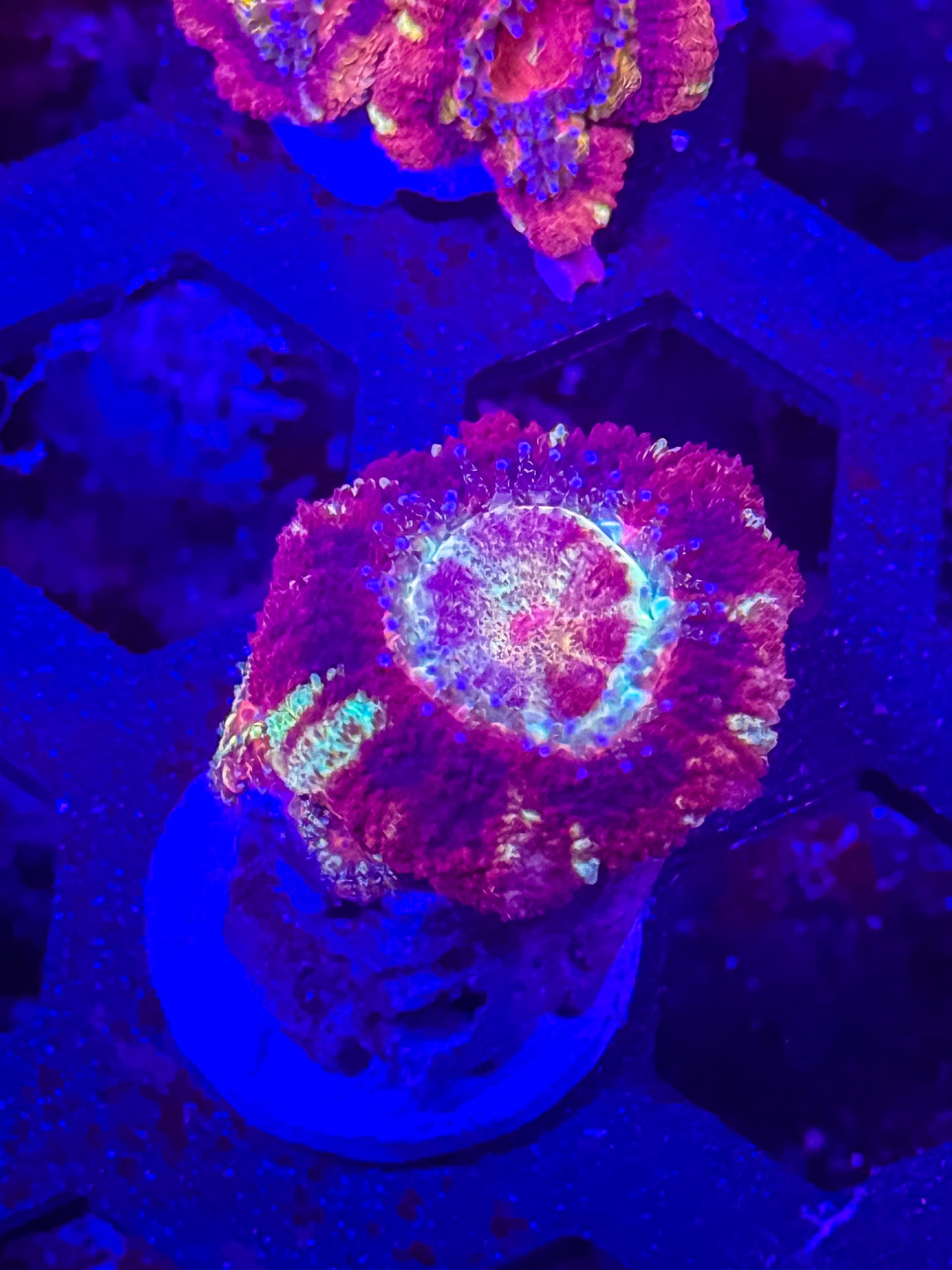 Malaysian Acan Lord