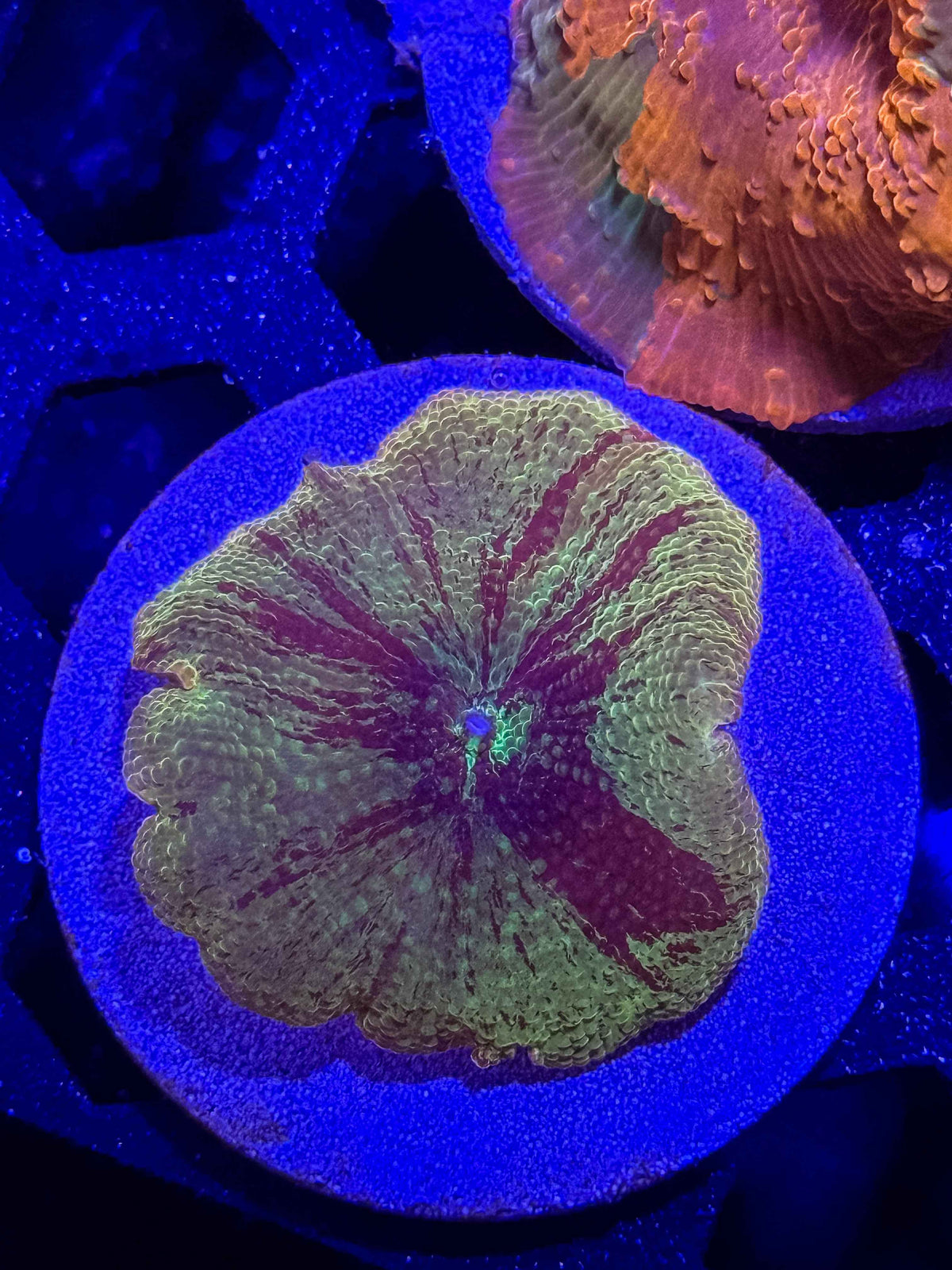 Electus Mushroom Coral – WYSIWYG #3