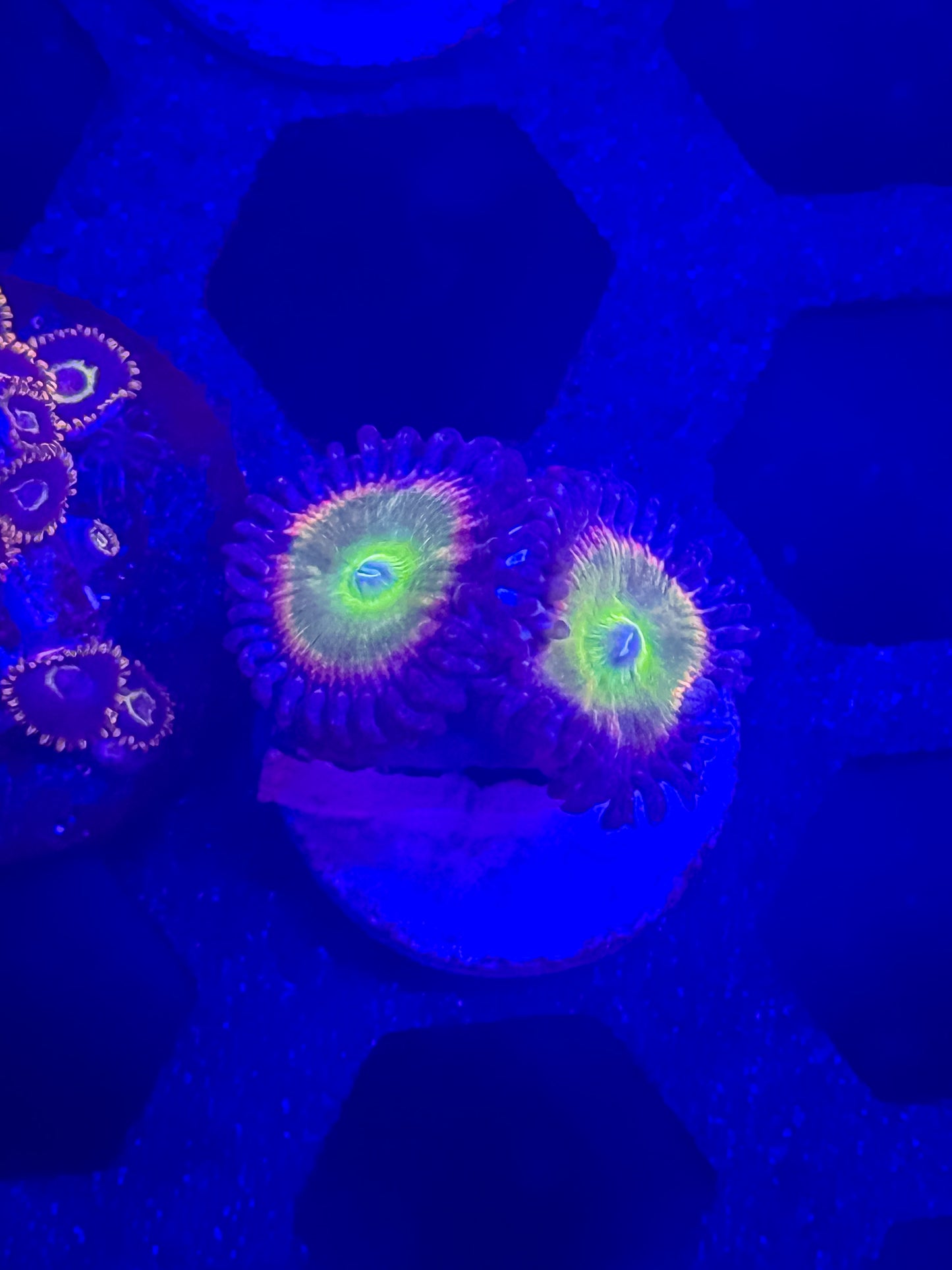 Sunny D Zoas