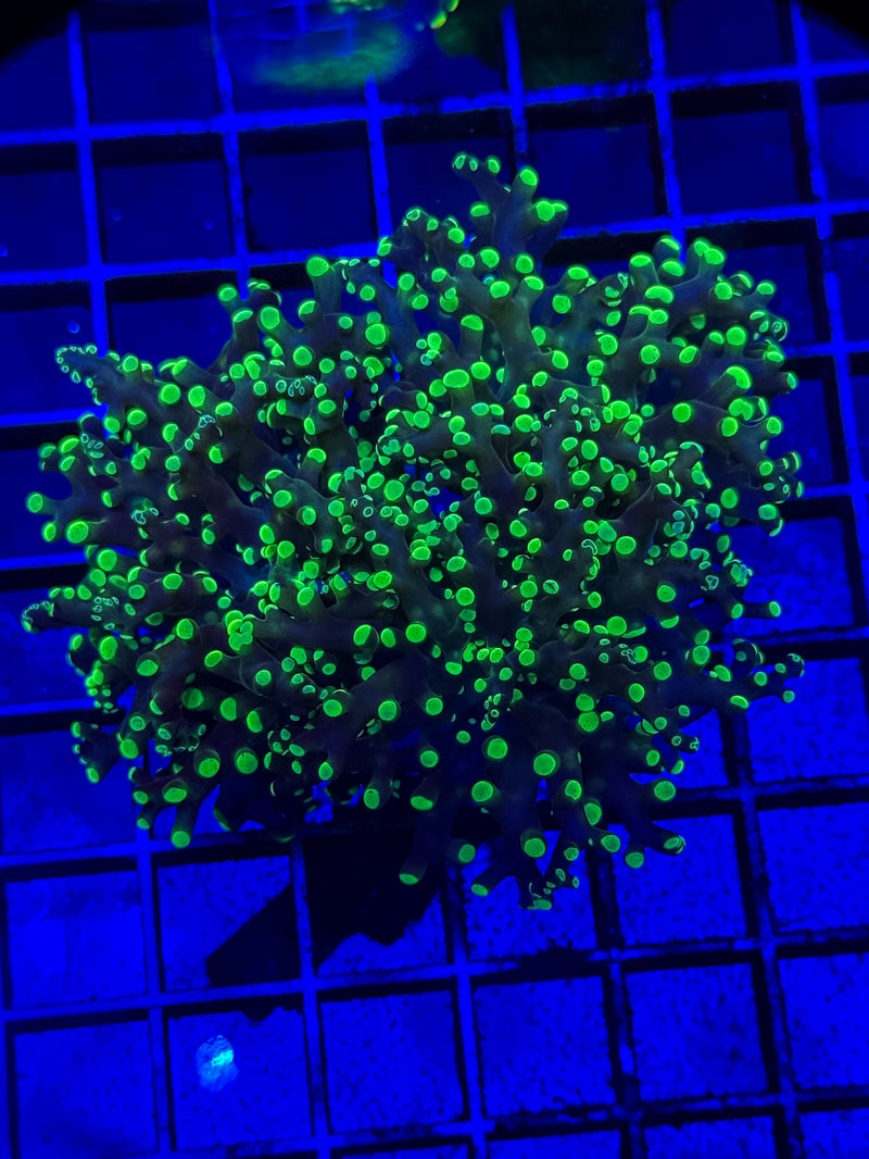 Frogspawn- WYSIWYG