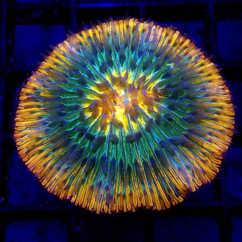 Unique Fungia