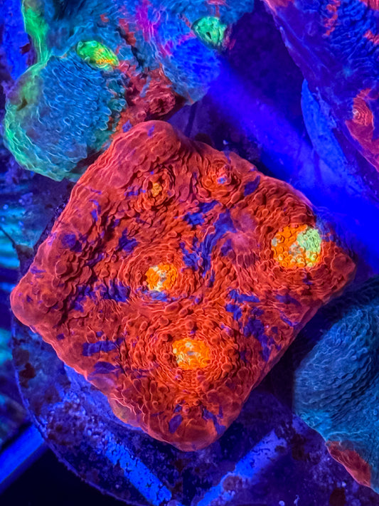 Rainbow Chalice Coral