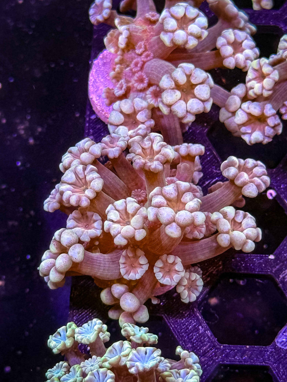 Indo Alveopora - WYSIWYG #4