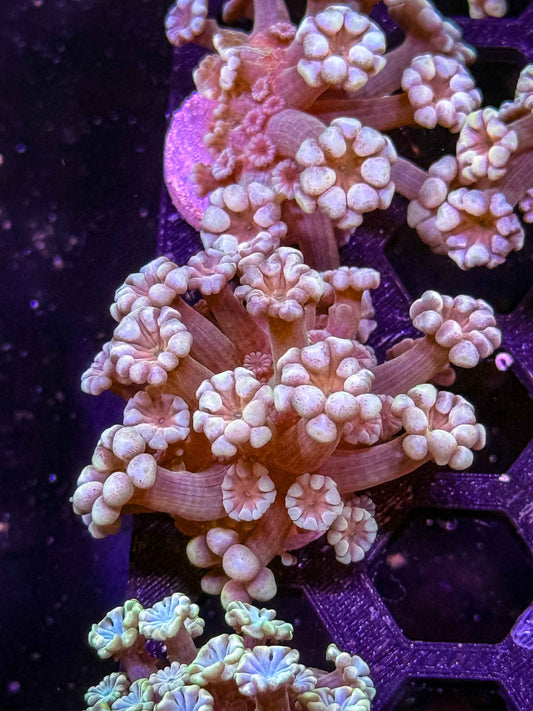 Indo Alveopora - WYSIWYG #4