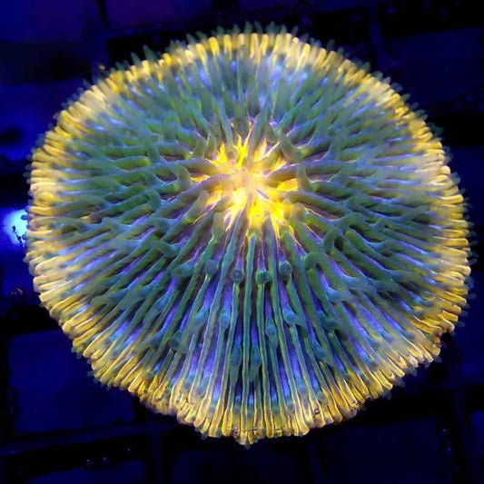 Unique Fungia