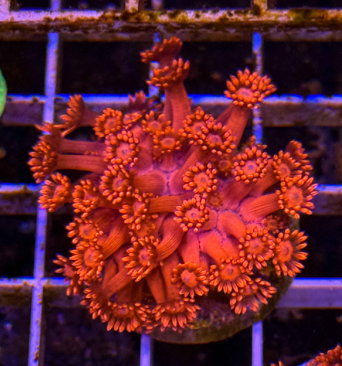 Chunky Red Goniopora