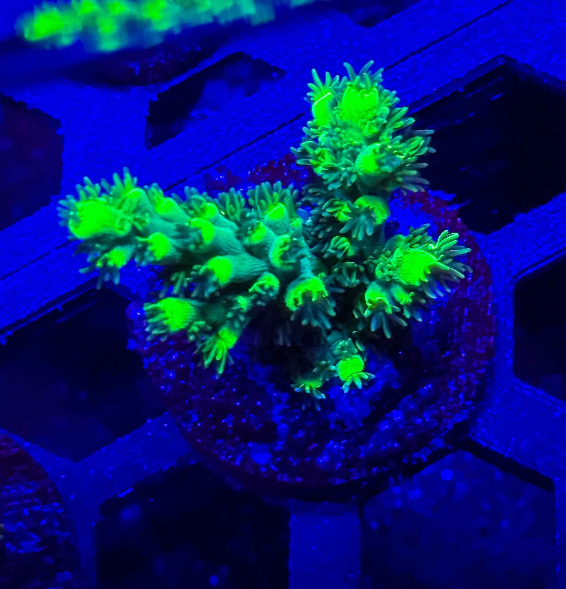 GS Embrace the Martian Acropora